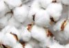 Cotton arrival sharply declined in Pakistan