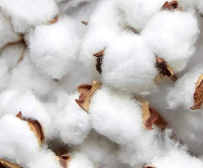 ICE cotton price sees a little rise