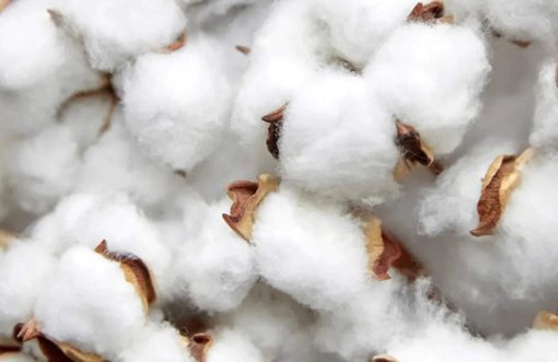 Cotton arrival sharply declined in Pakistan