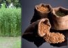 Bangladesh to import 5,200 tonnes of jute seeds from India