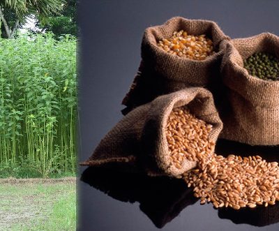 Bangladesh to import 5,200 tonnes of jute seeds from India