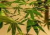 Japanese textiles giant to back US hemp producer