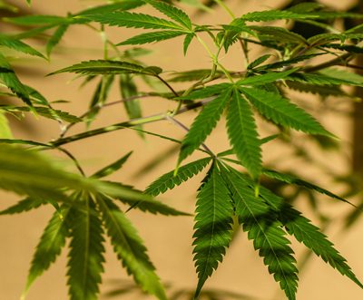 Japanese textiles giant to back US hemp producer