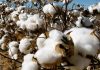 Lowest in two decades of cotton stock for India