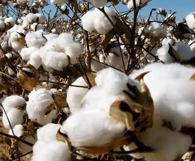 cotton news
