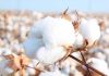 ICE Cotton hits one-week high on weaker USD, Short covering