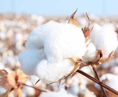 US cotton export sales cool while shipments stay resilient in late December