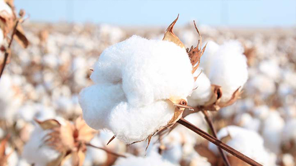 US Cotton Trust Protocol claims milestone