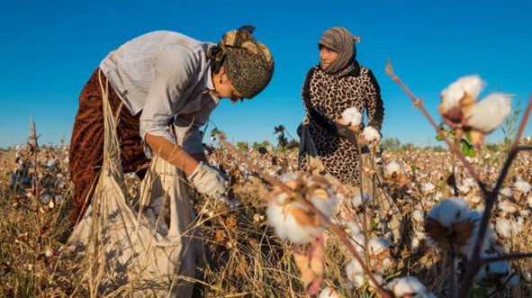 Conflict in Sudan won’t impact Bangladesh’s cotton import: Textile millers