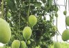 Exportable mangoes are being produced in 20 cluster areas in Bangladesh