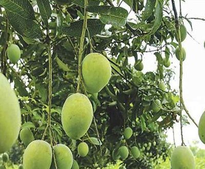 Exportable mangoes are being produced in 20 cluster areas in Bangladesh