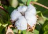India is on the brink of a potential “cotton crisis”