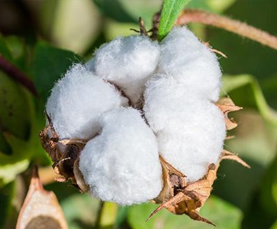 India is on the brink of a potential “cotton crisis”