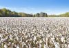 US cotton import to Bangladesh witnessed decline for last two years
