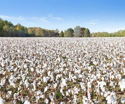 US cotton import to Bangladesh witnessed decline for last two years