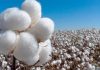 Bangladesh cotton imports revised down again due to industry slowdown