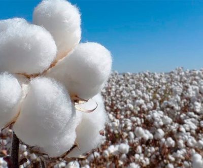 Bangladesh cotton imports revised down again due to industry slowdown