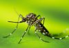 Dhaka’s dengue situation will become severe in the coming years
