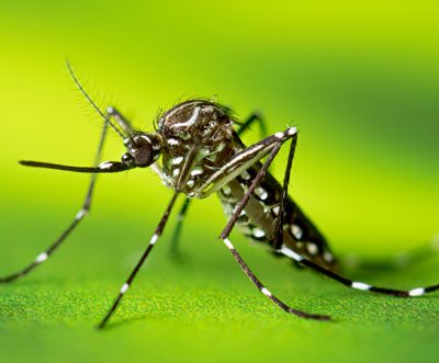 Dhaka's dengue situation will become severe in the coming years