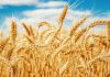 International food grain supply may see a crisis and price would go rocket high as Russia stepped back from the agreement