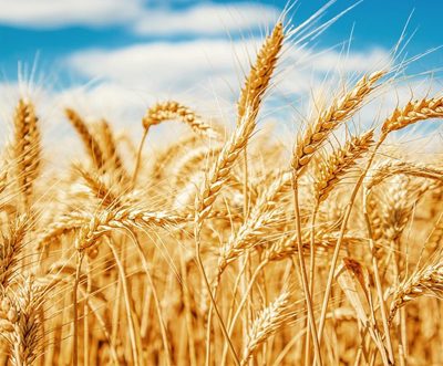 International food grain supply may see a crisis and price would go rocket high as Russia stepped back from the agreement