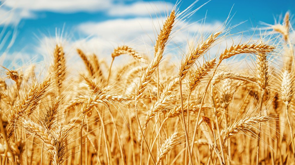 International food grain supply may see a crisis and price would go rocket high as Russia stepped back from the agreement