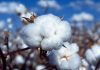 7% decrease in Indian Cotton Production in 2024-25 season