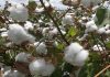 Storm Daniel Inflicts Severe Damage on Thessaly’s Cotton Crop, almost 70% cotton cultivation is destroyed