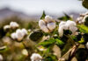 October ‘24 Monthly Cotton Consumption and supply-demand
