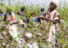 Cotton ‘Made in Africa’ Celebrates World’s Top Natural Textile Fiber