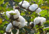 ICE cotton slips on stronger dollar, weak commodity sentiment