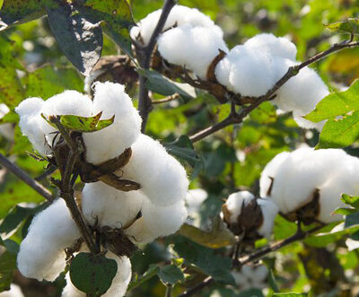 ICE cotton slips on stronger dollar, weak commodity sentiment