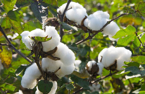 ICE cotton slips on stronger dollar, weak commodity sentiment