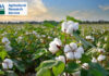 Bangladesh poised to remain World’s top cotton importer in 2025–26: USDA