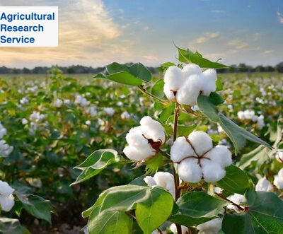 USDA sees Bangladesh and Vietnam leading global cotton imports in 2025–26