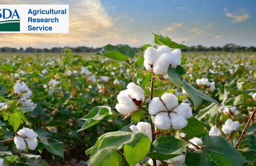 USDA sees Bangladesh and Vietnam leading global cotton imports in 2025–26