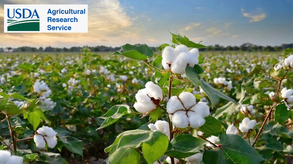 USDA sees Bangladesh and Vietnam leading global cotton imports in 2025–26