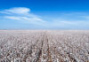 Pakistan lifts fumigation requirement for Brazilian cotton