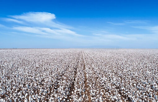 Pakistan lifts fumigation requirement for Brazilian cotton