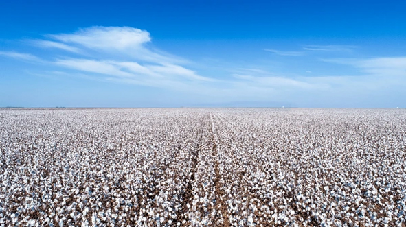 Pakistan lifts fumigation requirement for Brazilian cotton