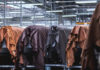 Tanners may get slight tariff relief on chemicals on new budget