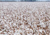 Brazil’s cotton exports reach record high despite sluggish trade activity