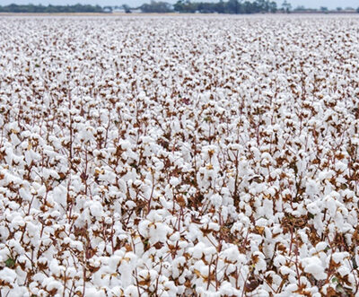 Brazil’s cotton exports reach record high despite sluggish trade activity