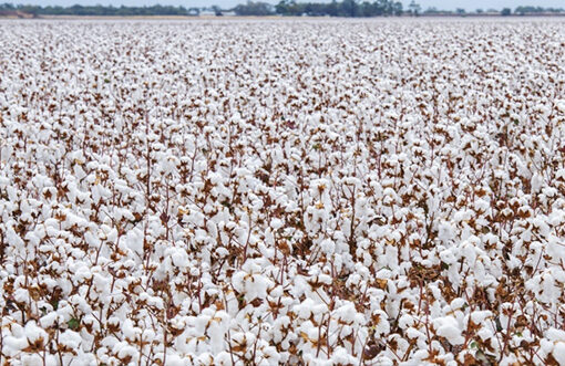 Brazil’s cotton exports reach record high despite sluggish trade activity