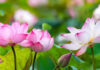 Lotus Fiber, A sustainable and eco-friendly material for commercial success