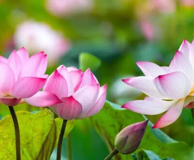 Lotus Fiber, A sustainable and eco-friendly material for commercial success