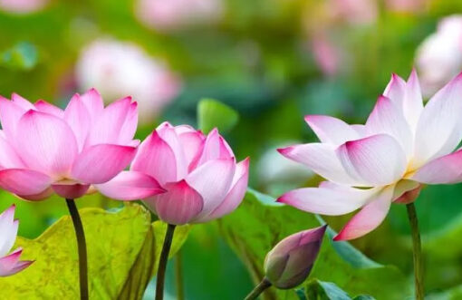 Lotus Fiber, A sustainable and eco-friendly material for commercial success