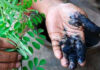 The Return of Indigo farming in Bangladesh