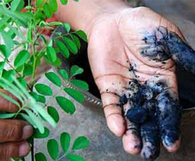The Return of Indigo farming in Bangladesh
