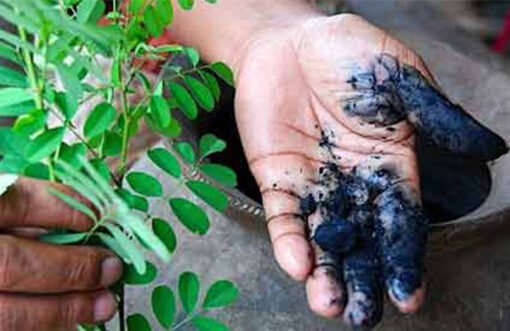 The Return of Indigo farming in Bangladesh